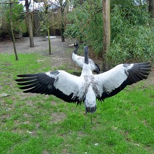 Black-necked crane (Grus nigricollis)