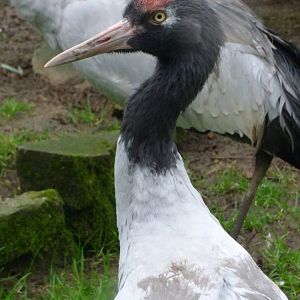 Black-necked crane (Grus nigricollis)