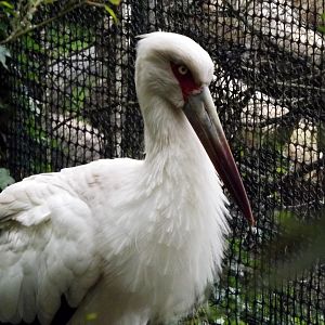 Maguari stork (Ciconia maguari)