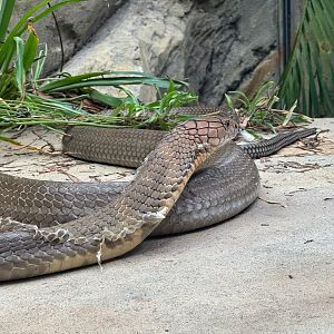 King Cobra shedding skin