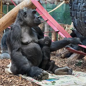 Gorilla Mother Feeding her Youngster