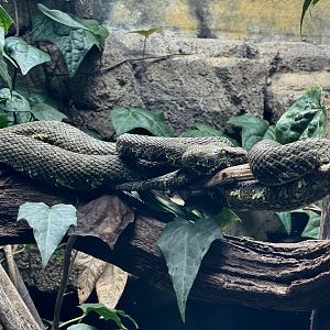 Mangshan Pit Viper