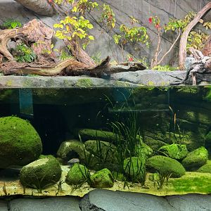 Spot the Giant Salamander..