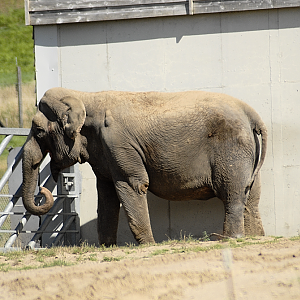 Anne Elephant - Longleat 2024