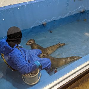 feeding seals, Wakkanai Aquarium