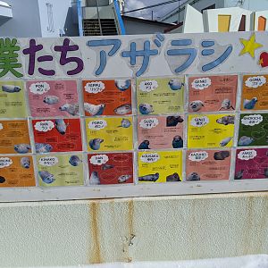 Spotted Seal ID sign, Wakkanai Aquarium