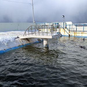 Spotted Seal pool, Wakkanai Aquarium