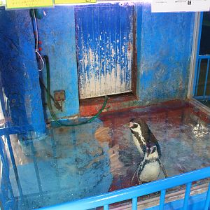 Humboldt Penguins, Wakkanai Aquarium