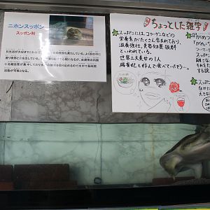 Softshell Turtle (Pelodiscus sinensis), Wakkanai Aquarium