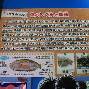 Sea Cucumber signage, Wakkanai Aquarium