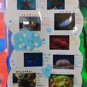 Marine invertebrate signage, Wakkanai Aquarium