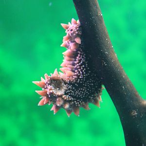Sea Cucumber (Apostichopus japonicus), Wakkanai Aquarium