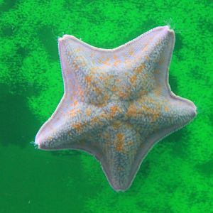 Itomaki Starfish (Asterina pectinifera), Wakkanai Aquarium