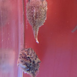 Spotted Lumpfish (Eumicrotremus pacificus), Wakkanai Aquarium