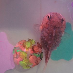 Spotted Lumpfish (Eumicrotremus pacificus), Wakkanai Aquarium