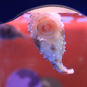 Spotted Lumpfish (Eumicrotremus pacificus), Wakkanai Aquarium
