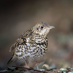 White's Thrush ~ Kasai Rinkai Park