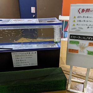 Doctor Fish (Garra rufa), Wakkanai Aquarium