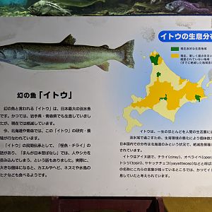 Signage example, Wakkanai Aquarium