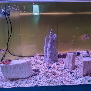 Tank for Redfin Waspfish (Paracentropogon rubripinnis), Wakkanai Aquarium