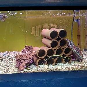 Ribbon Eel tank, Wakkanai Aquarium