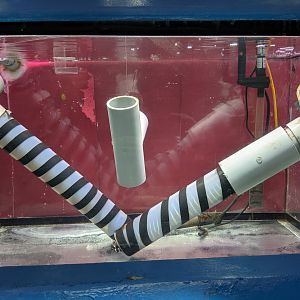 Zebra Moray tank, Wakkanai Aquarium