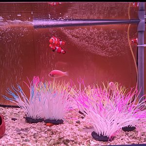 Clownfish tank, Wakkanai Aquarium