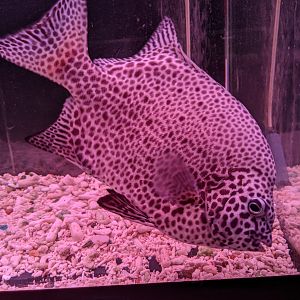 Spotted Knifejaw (Oplegnathus punctatus), Wakkanai Aquarium