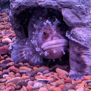 Japanese Warbonnet (Chirolophus japonicus), Wakkanai Aquarium