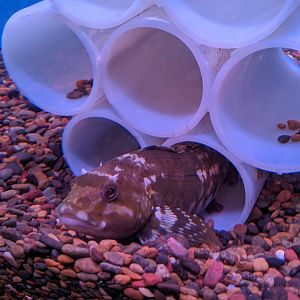 Greenling, Wakkanai Aquarium