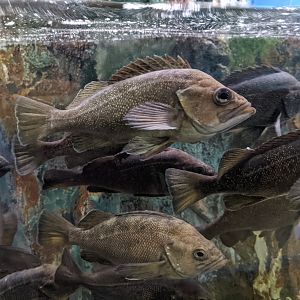 White-edged Rockfish (Sebastes taczanowskii), Wakkanai Aquarium