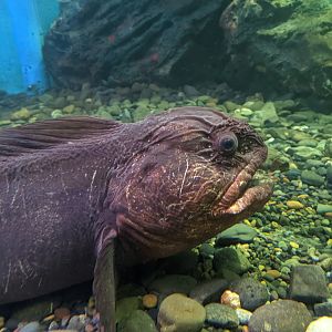 Bering Wolf-fish (Anarhichas orientalis), Wakkanai Aquarium