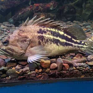 Three-striped Rockfish (Sebastes trivittatus), Wakkanai Aquarium