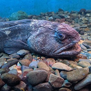 Bering Wolf-fish (Anarhichas orientalis), Wakkanai Aquarium