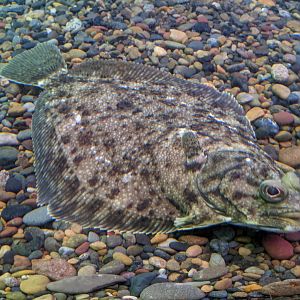 Stone Flounder (Platichthys bicoloratus), Wakkanai Aquarium