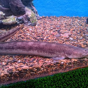 Long Shanny (Dinogunellus grigorjewi), Wakkanai Aquarium