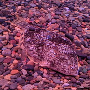 Barfin Flounder (Verasper moseri), Wakkanai Aquarium
