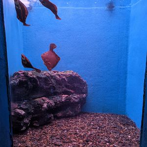 Barfin Flounders (Verasper moseri), Wakkanai Aquarium