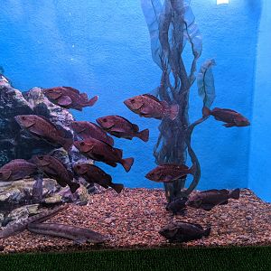 White-edged Rockfish and Long Shanny, Wakkanai Aquarium