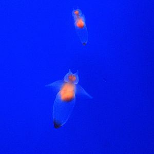 Sea Angels (Clione elegantissima), Wakkanai Aquarium