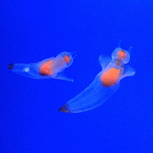 Sea Angels (Clione elegantissima), Wakkanai Aquarium