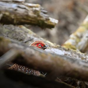 Copper Pheasant ~ Yukawa, Karuizawa
