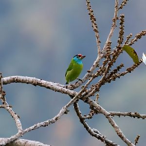 Blue-throated Barbet (Psilopogon asiaticus)