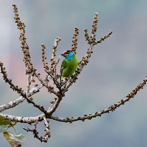 Blue-throated Barbet (Psilopogon asiaticus)