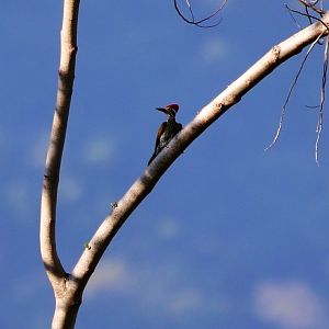 Greater Flameback (Chrysocolaptes guttacristatus)