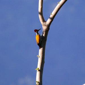Greater Flameback (Chrysocolaptes guttacristatus)