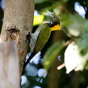 Greater Yellownape (Chrysophlegma flavinucha)