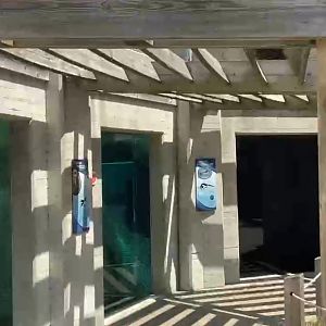 Toledo Zoo-Penguin Beach Underwater Viewing