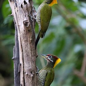 Lesser Yellownape (Picus chlorolophus)