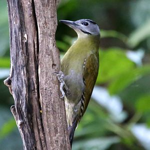 Grey-faced Woodpecker (Picus canus)
